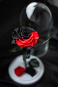 Роза в колбе Черно-Красная. Эксклюзив