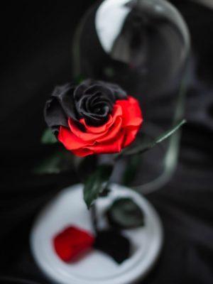 Роза в колбе Черно-Красная. Эксклюзив