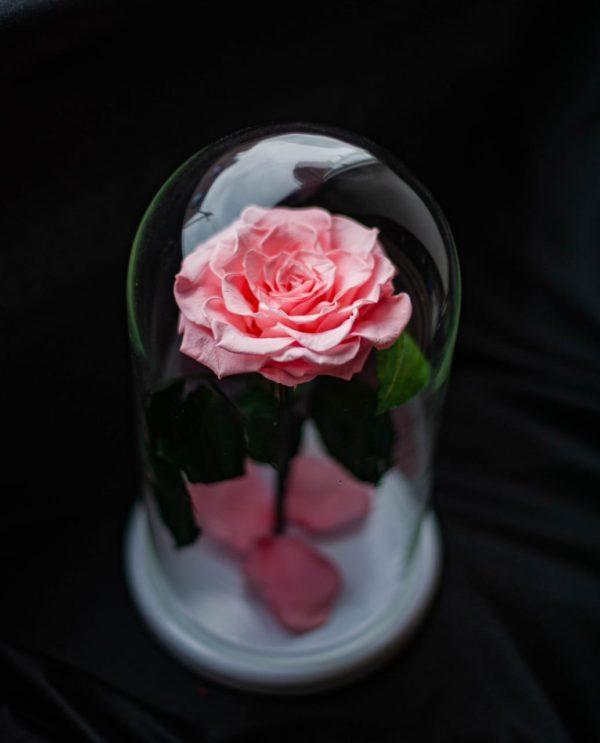 Роза в колбе, розовая