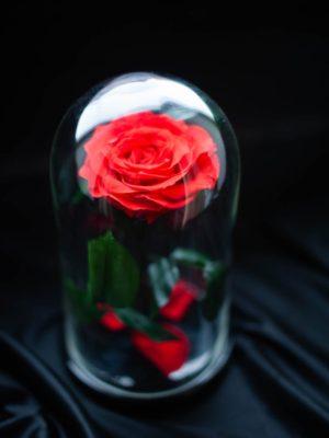 Роза в колбе, красная