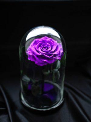 Роза в колбе, фиолетовая